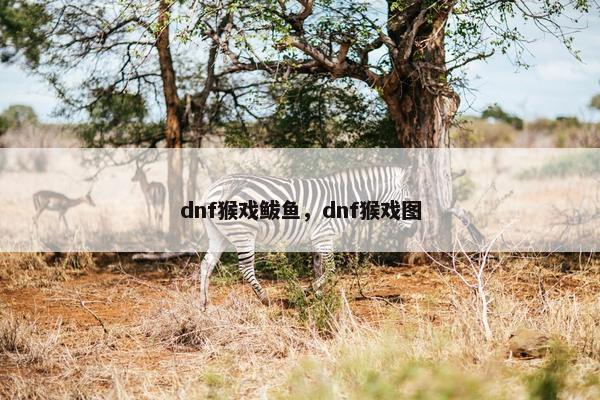dnf猴戏鲅鱼，dnf猴戏图