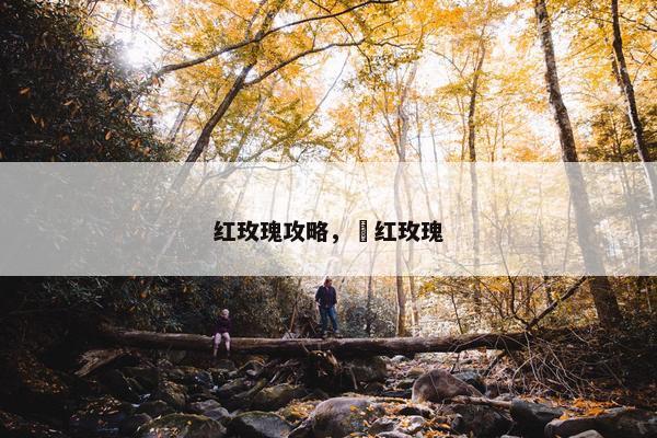 红玫瑰攻略，黙红玫瑰